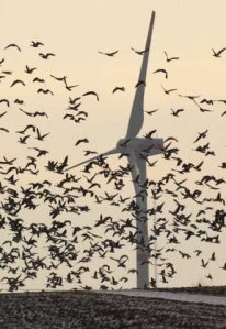 Windmill with birds